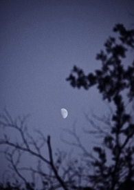 林中月光图片